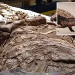 Ancient Texas Discovery: Prehistoric “Tank” Found, Revealing Crocodile Relative from 215 Million Years Ago